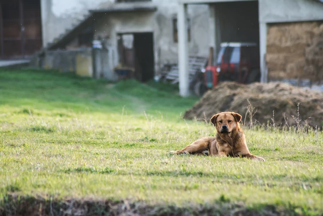 6 Mejores casas rurales con perro en Girona