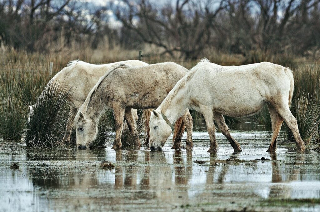 Caballos en el Parque Natural dels Aiguamolls de l’Empordà, excursión de un día desde Girona