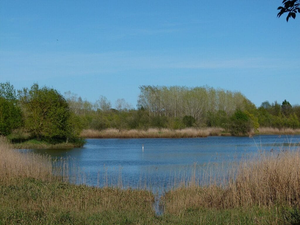 Estany de Sils, zona húmeda ideal para observar aves con niños en La Selva
