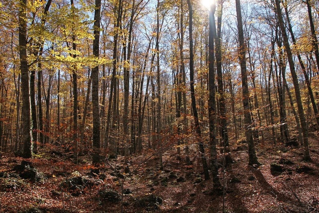 Bosque de hayas de la Fageda d'en Jordà en el Parque Natural de la Zona Volcánica de la Garrotxa