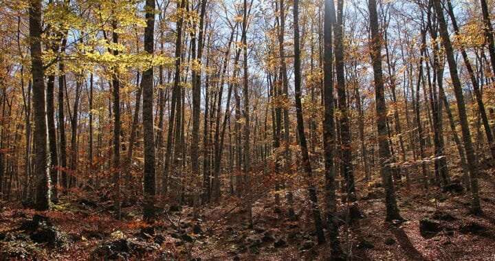 Hayedo de la Fageda d’en Jordà, una de las mejores rutas con sombra en Girona